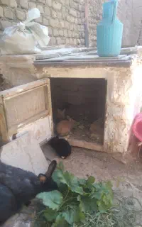خرگوش
