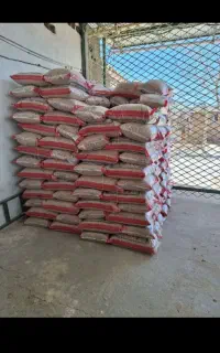 نخود موعدی چکی سرخرمنی
