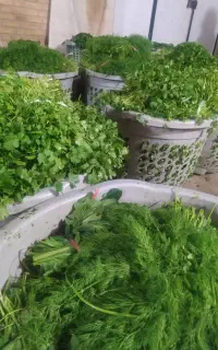 آقای سبزی اولین مغازه سبزیجات آماده مهرگان فازدو