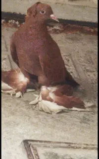 کفتر