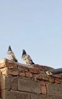 پرشی تیدی مولد
