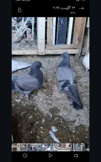 چند جفت جوجه گم شده