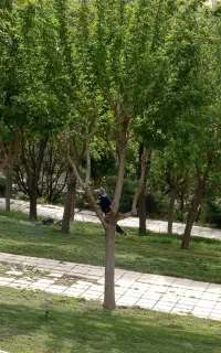 علف زنی و هرس درختان با دستگاه