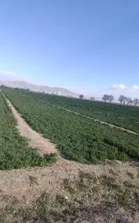 پرس یونجه خشک انباری