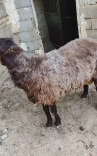 قوچ همو