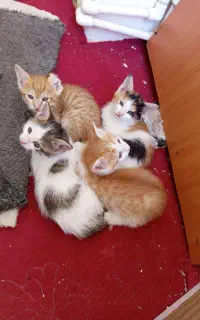 واگذاری رایگان بچه گربه