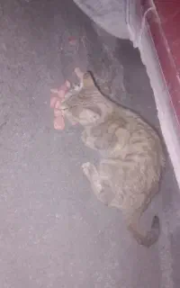 واگزاری بچه گربه