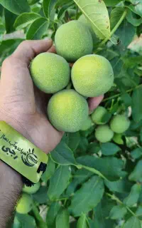 فروش نهال گردو ژنوتیپ پیوندی گلدانی