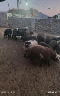 بره نر