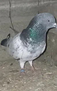 کفتر