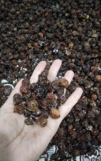 نخود تازه و آلوچه تازه