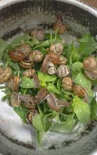 حلزون شادگان