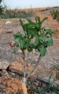 پیوند پسته