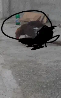 مرغ محلی تخم گذار