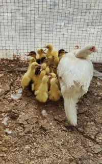 ۱۷ تاجوجه اردک اسراعیلی