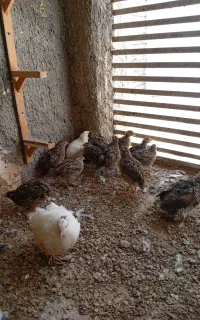 بخاری گازی مثل عکس دونه 100هزار