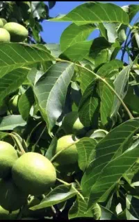 باغ گردو پر بار با گردوی با کیفیت بالا و مرغوب