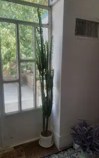 گل کاکتوس