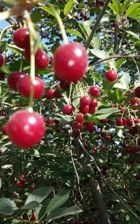 اجاره انواع باغ سردرختی