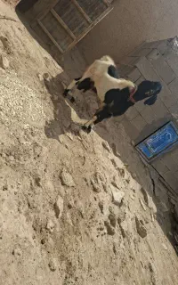 بز نر