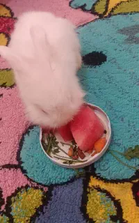 بچه خرگوش لپ