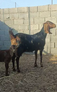 بز پاکستانی زاییده