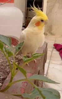 عروس هلندی سخنگوی