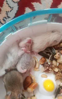 همستر