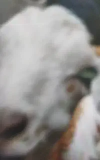 پرشیدن شاخی پذیرفته میشود