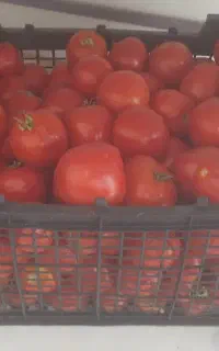 فروش سبد ۱۴ کیلو و ۱۶ کیلو