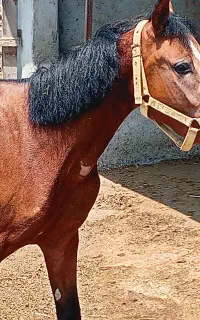 اسب درشور