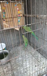 طوطی ملنگو جفت بالغ