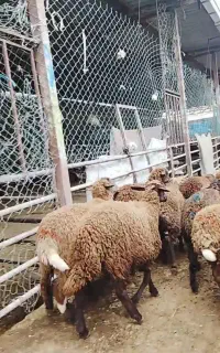 ۹ راس بره ۵راس نر ۴ راس ماده فی ۳۸ جفتی
