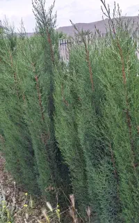 سرو ناز شیراز نهال درخت