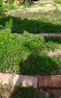 نهال گوجه