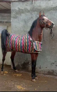 اسب نریان