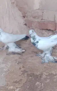 گفتر