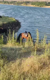 اسب مادیان
