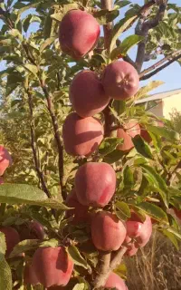 باغبانی و رسیدگی مهندسی در امور باغداری نوین