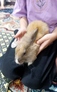خرگوش خونگی