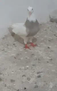 کبوتر طوقی