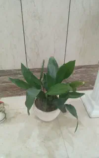 گل های شاداب