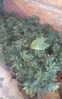 سیمای خانواده