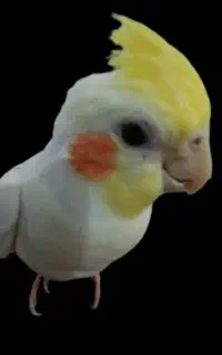عروس هلندی گم شده