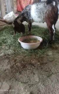 بُز فروشی