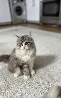 گربه پرشین اسکاتیش