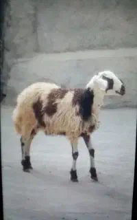 گوسفند پلنگی