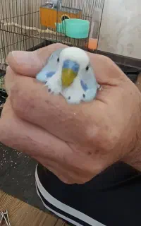 مرغ عشق جفت
