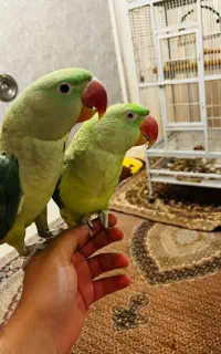 شاه طوطی