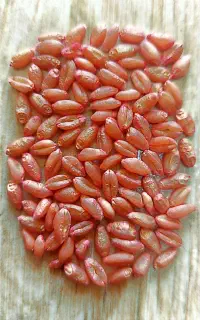 بذر گندم آبی ( ترابی )